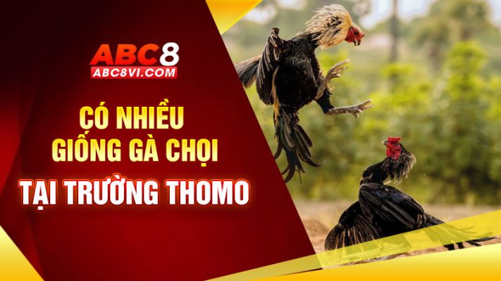 đá gà trực tiếp thomo